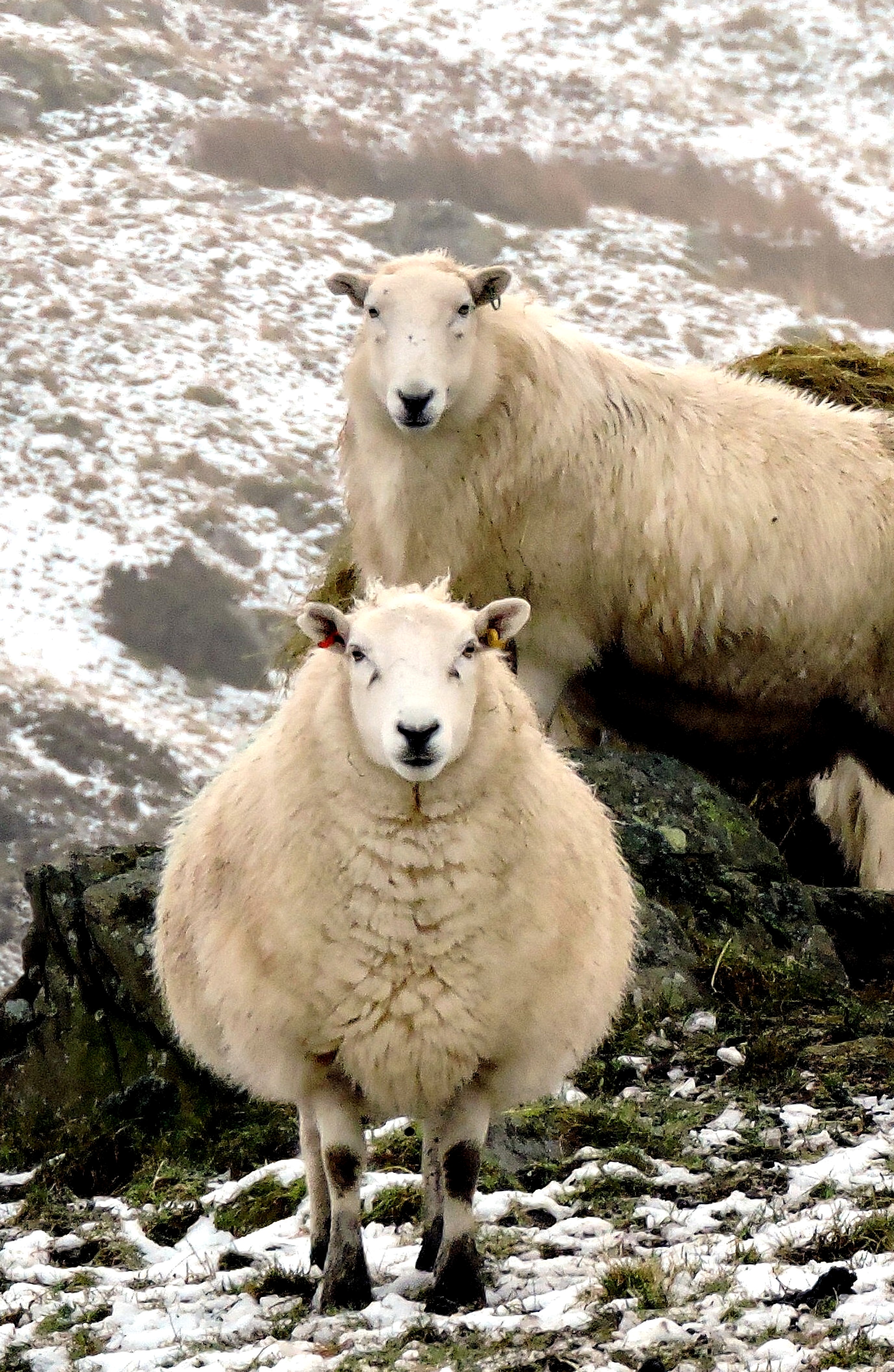 WINTER SHEEP TWO Bill Bagley Photography